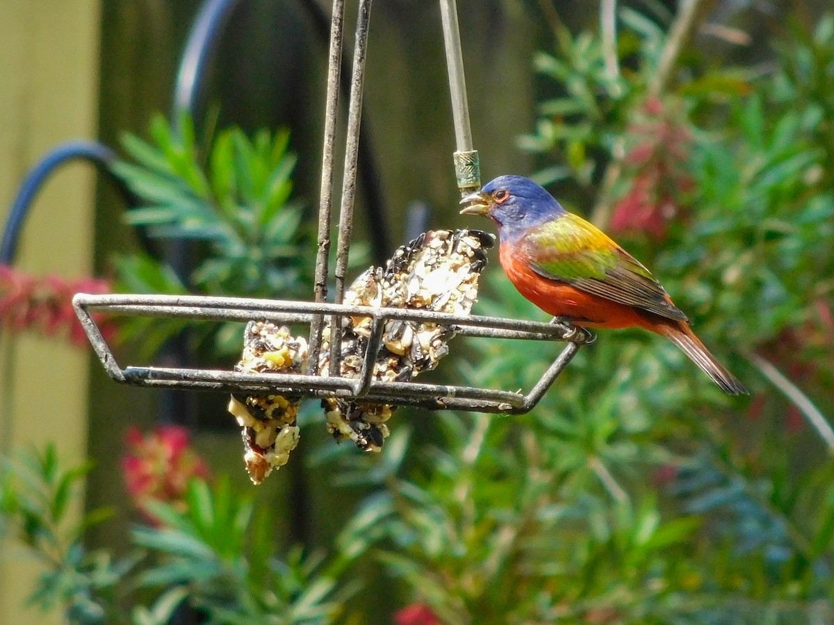 Painted Bunting - ML617383547