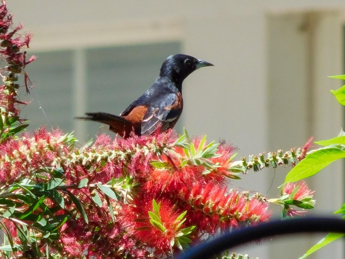 Orchard Oriole - ML617383561