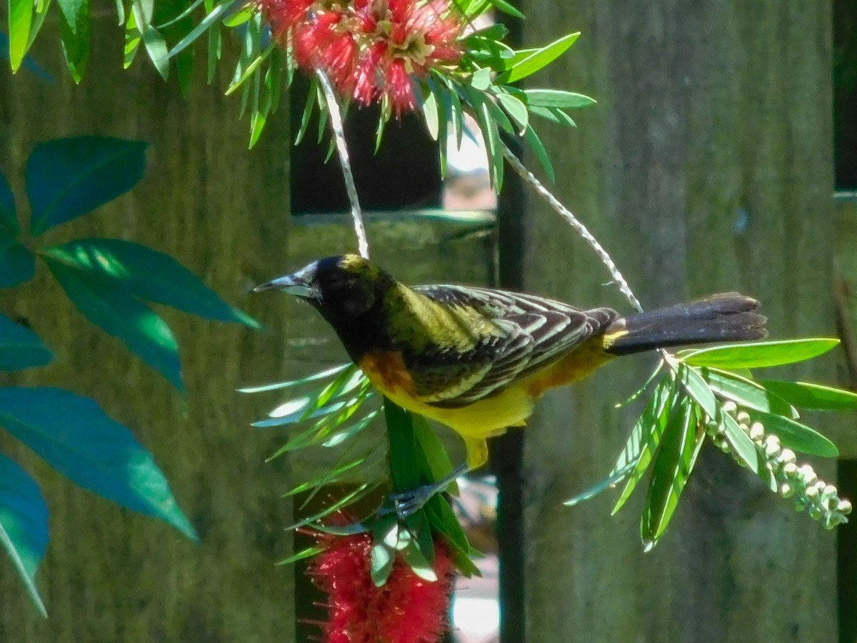 Orchard Oriole - ML617383562
