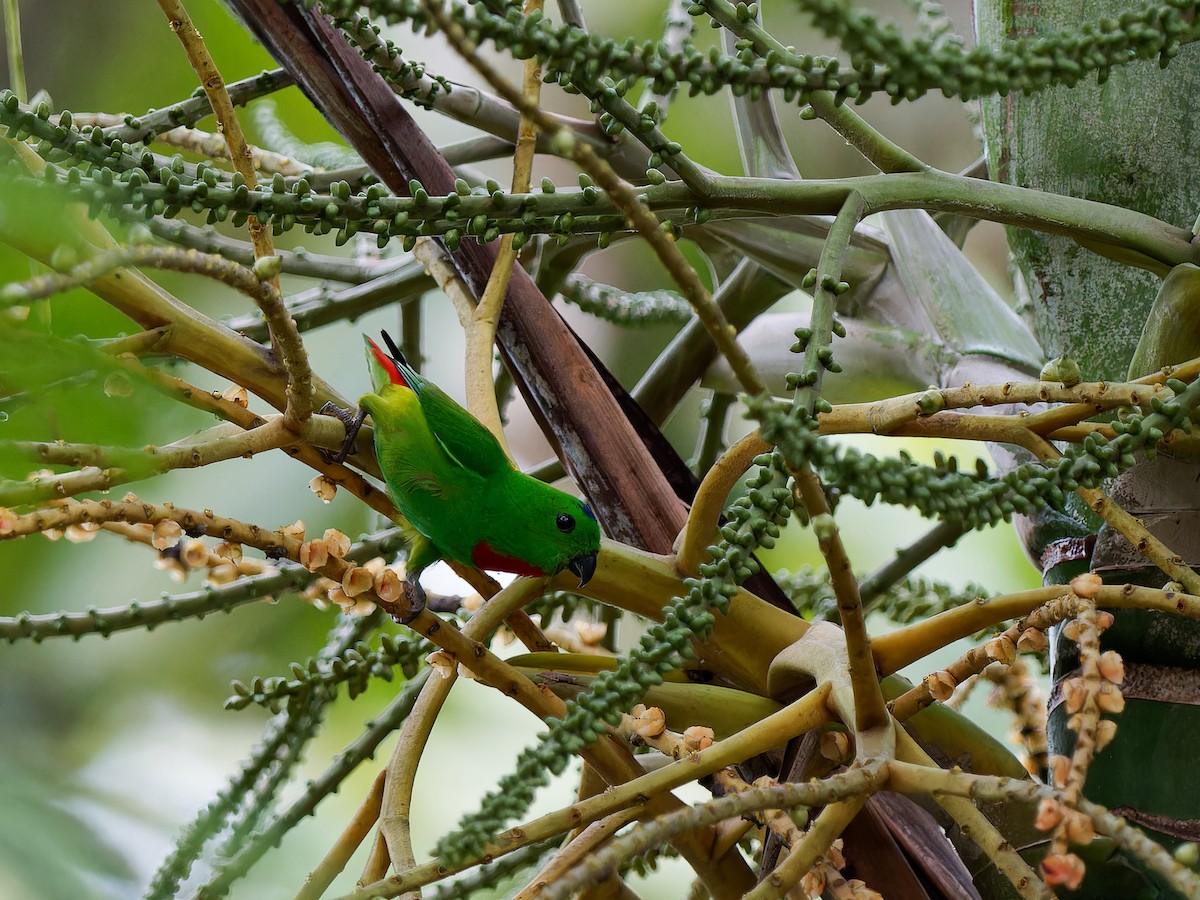 Blue-crowned Hanging-Parrot - Daniel Schlaepfer