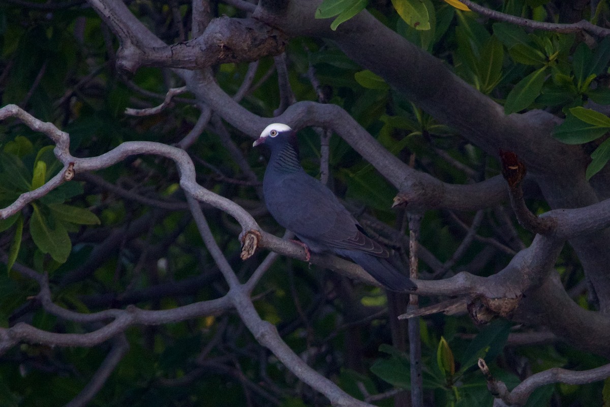White-crowned Pigeon - ML617383678
