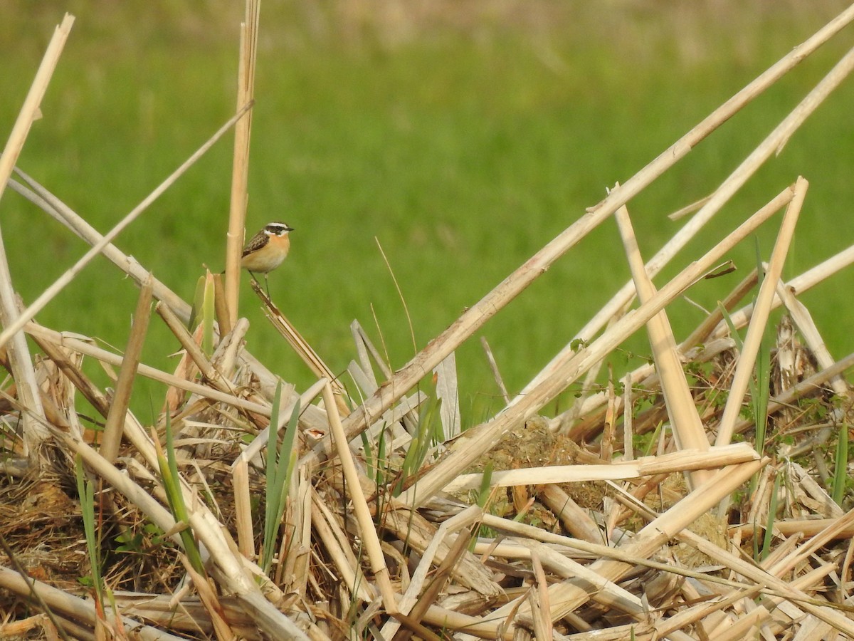 Whinchat - Max Buckley