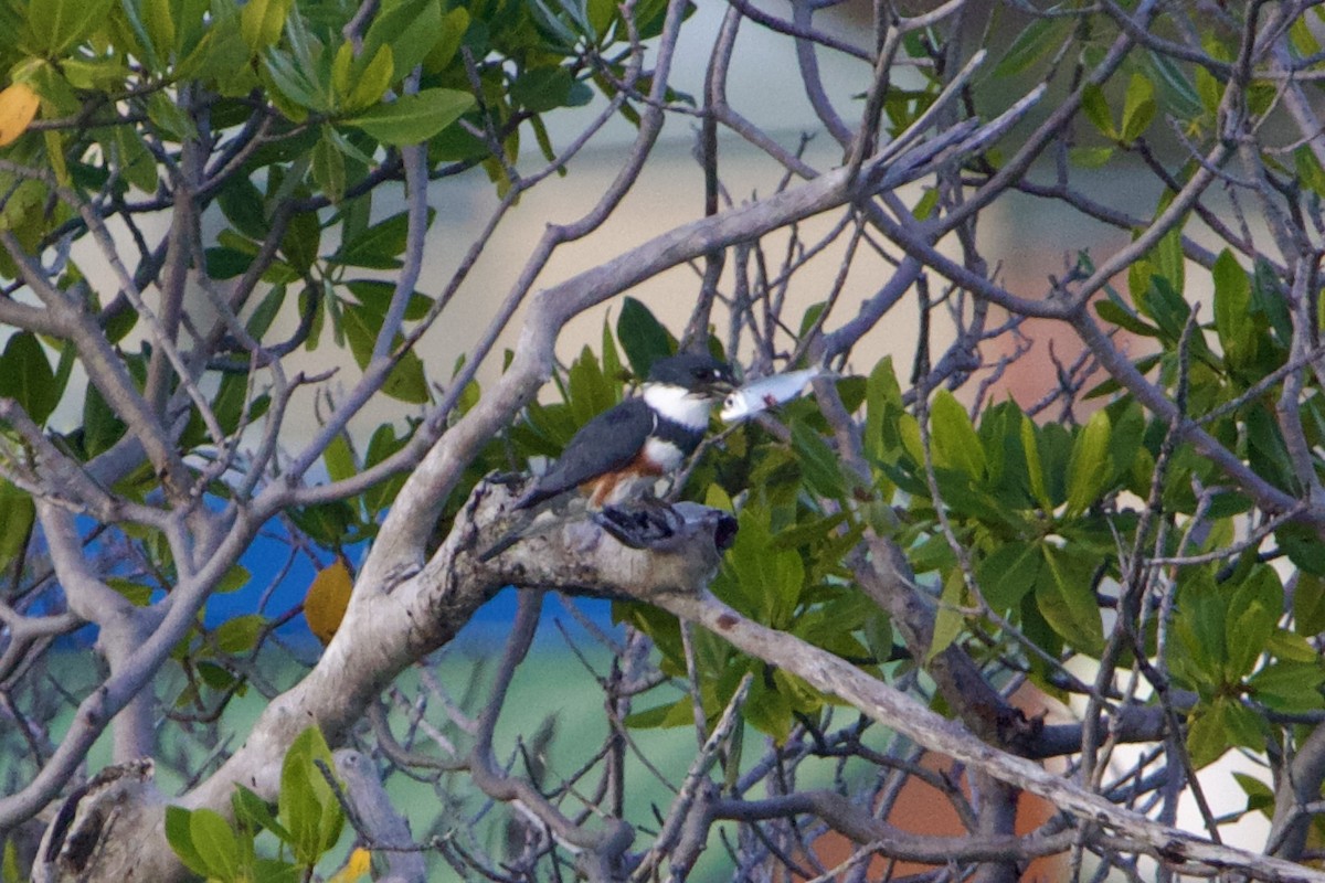 Belted Kingfisher - ML617383709
