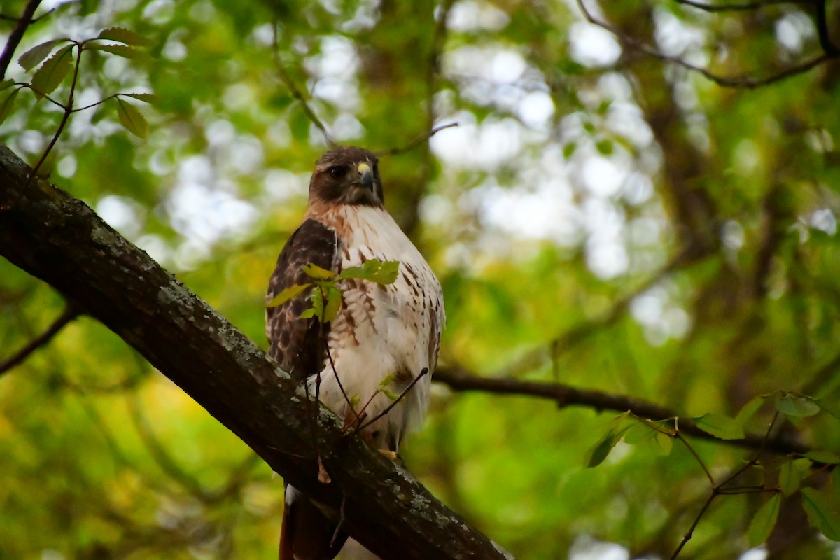 Red-tailed Hawk - ML617383749