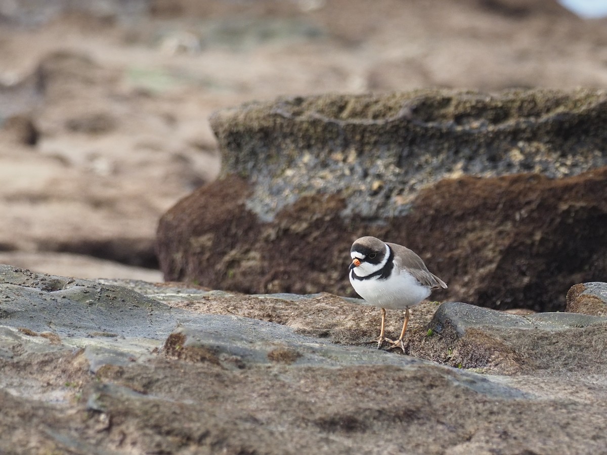 Semipalmated Plover - ML617383797