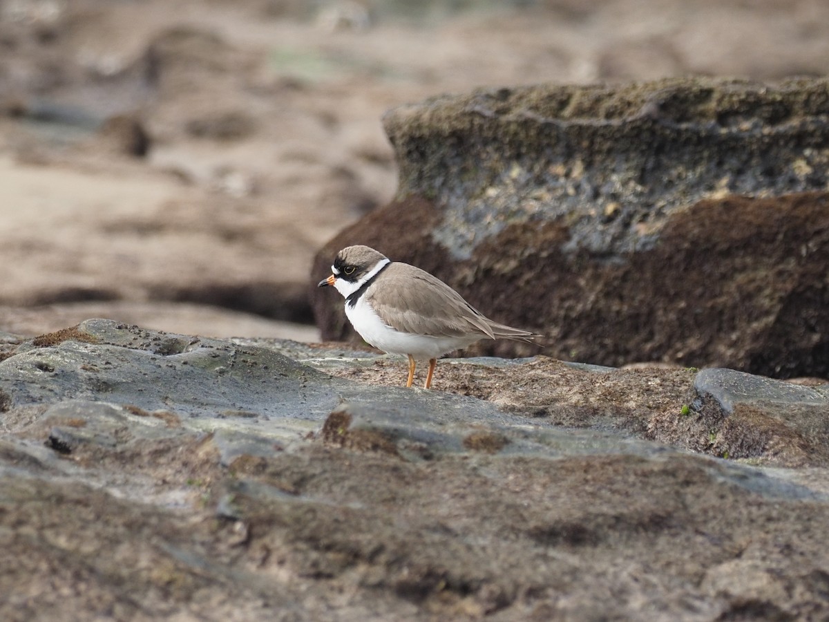Semipalmated Plover - ML617383807