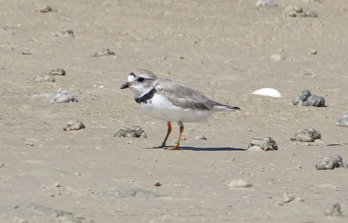 Piping Plover - ML617383819