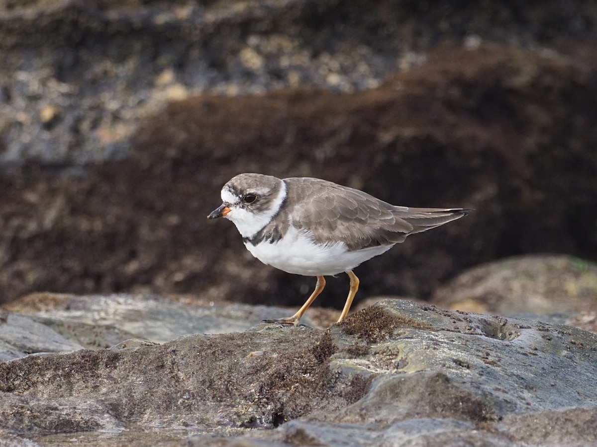 Semipalmated Plover - ML617383841
