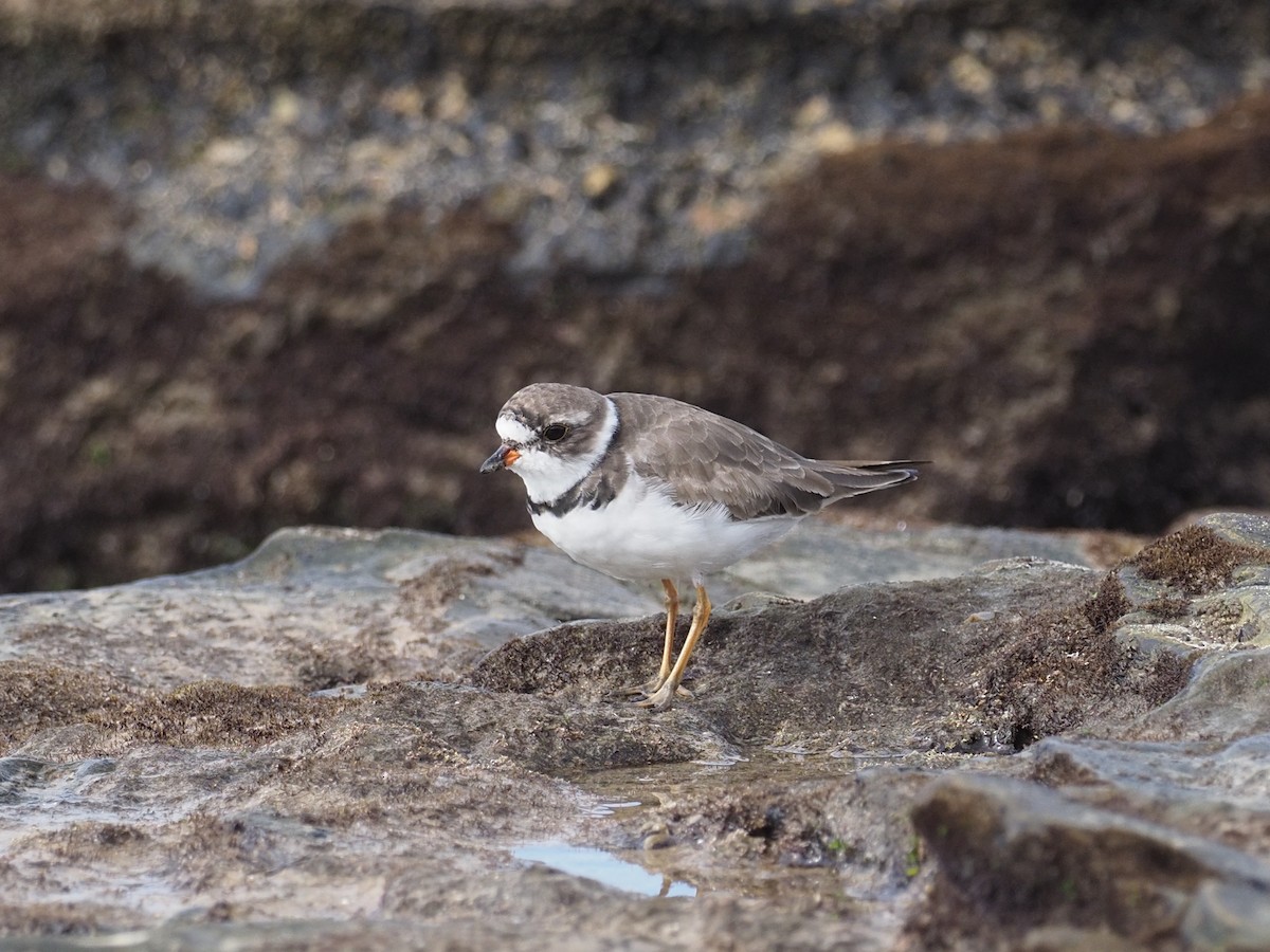 Semipalmated Plover - Keith Parker