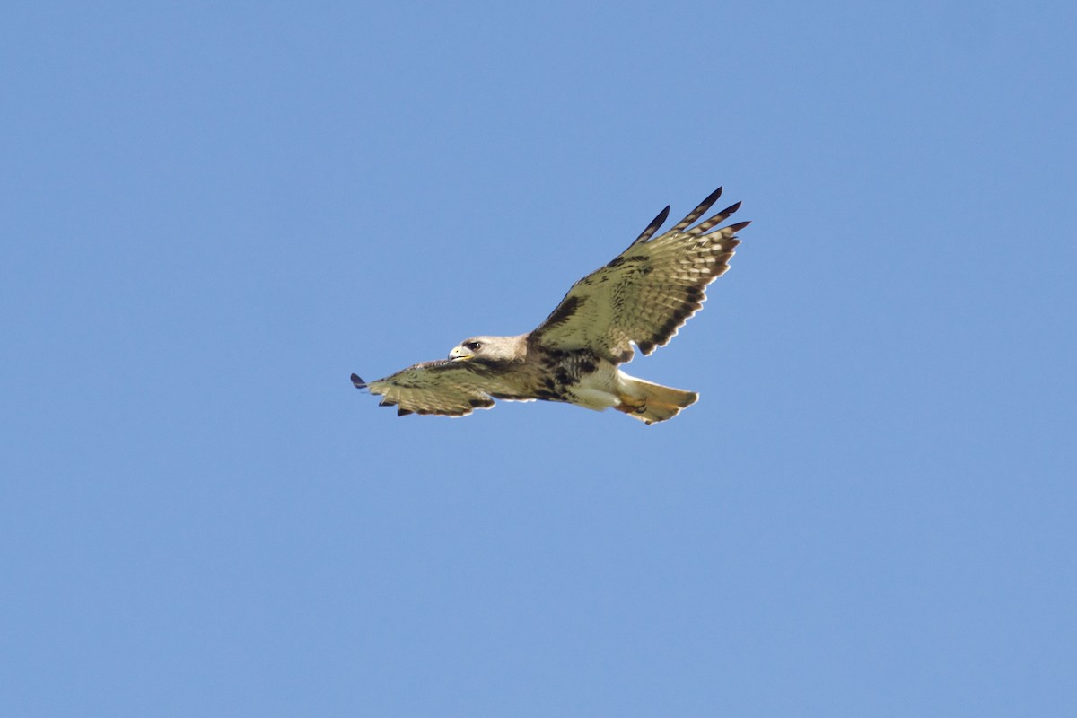 Red-tailed Hawk (jamaicensis) - ML617383902