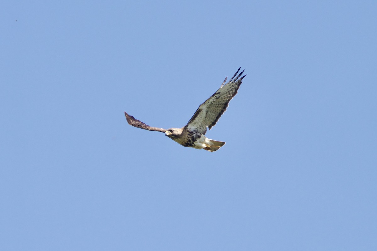 Red-tailed Hawk (jamaicensis) - ML617383903