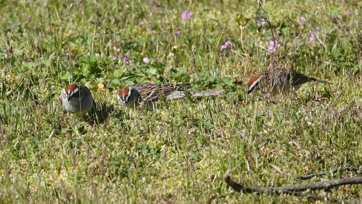 Chipping Sparrow - ML617384063