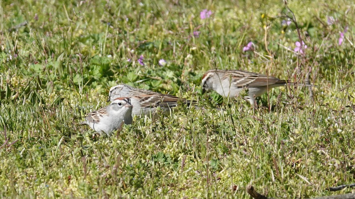 Chipping Sparrow - ML617384064