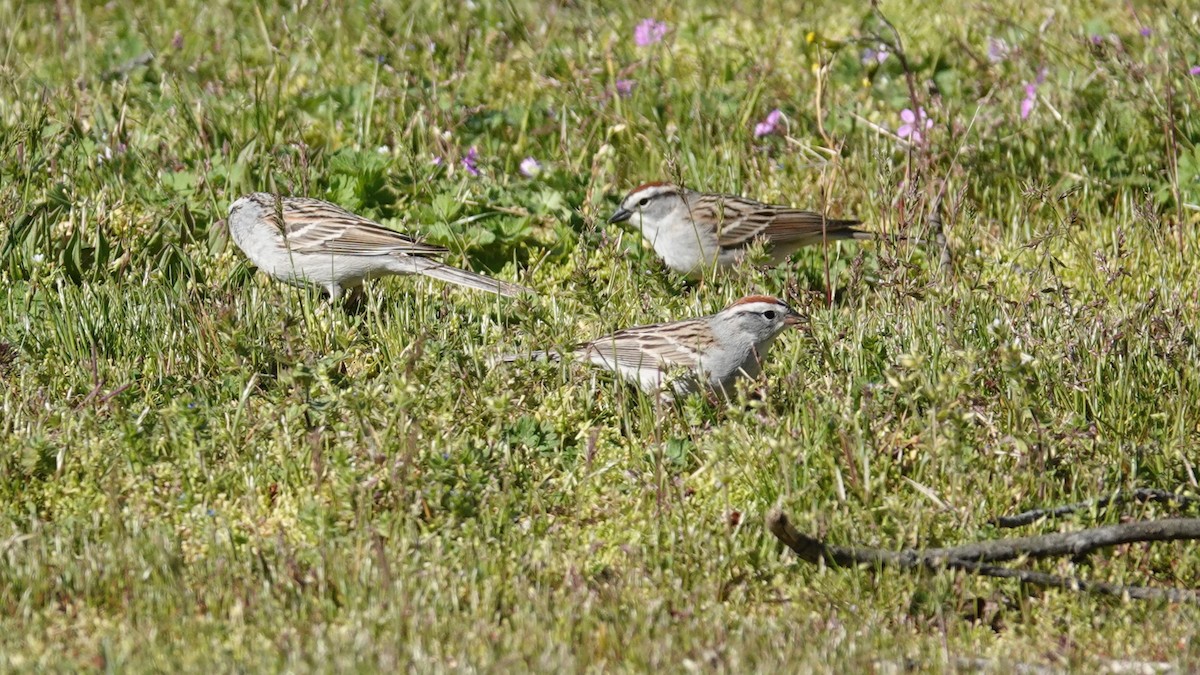 Chipping Sparrow - ML617384065