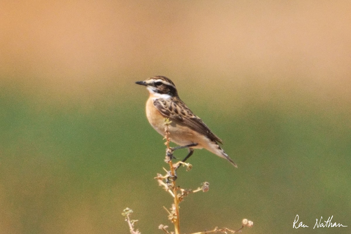Whinchat - ML617384068