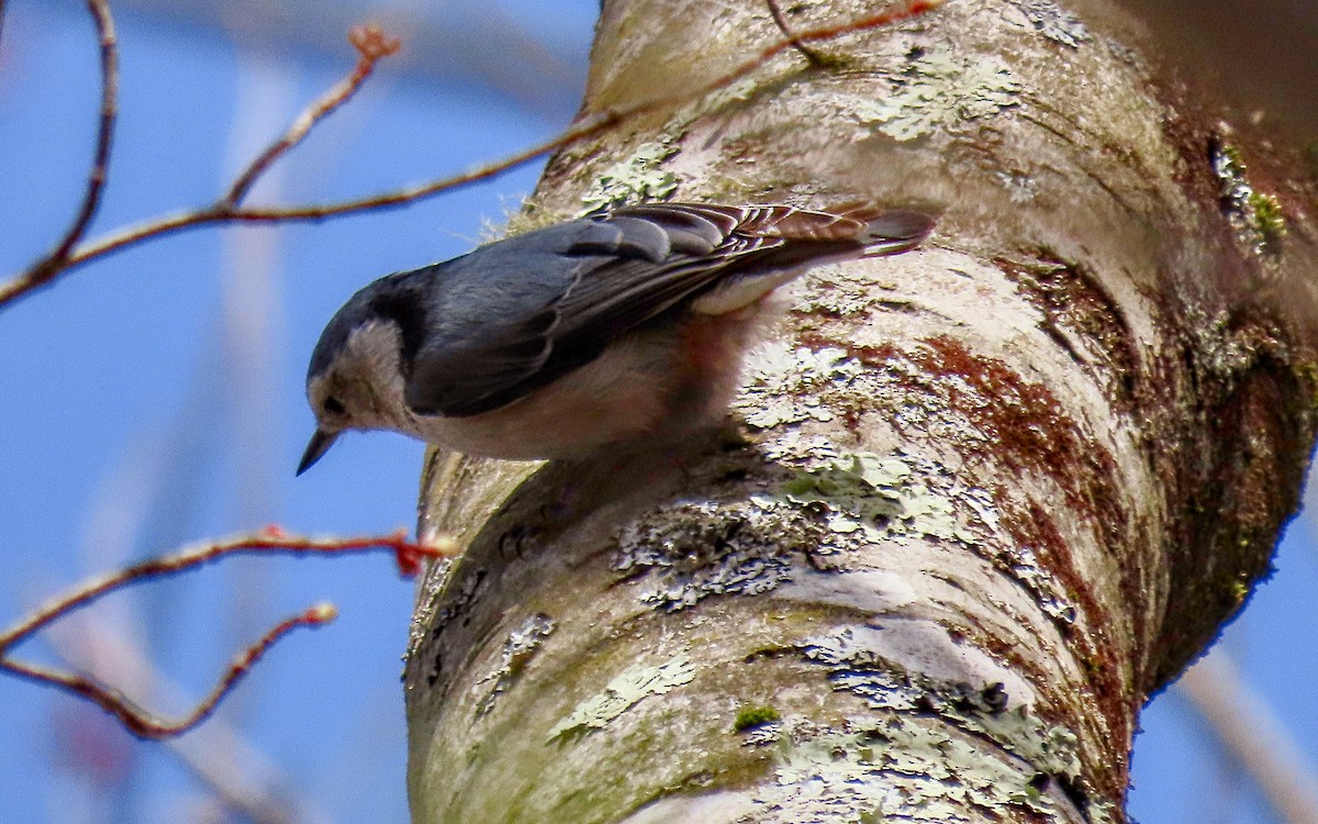 White-breasted Nuthatch - ML617384071