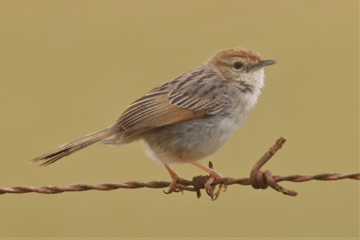 Red-headed Cisticola (Red-headed) - ML617384109