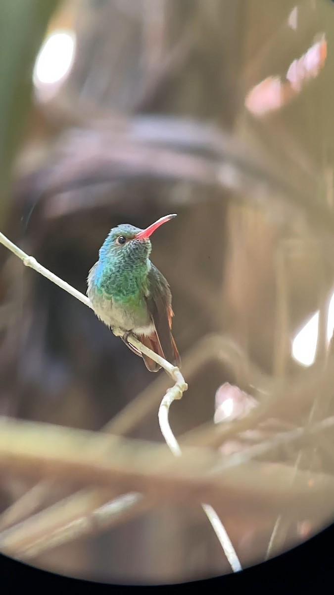 Rufous-tailed Hummingbird - Eve Carey