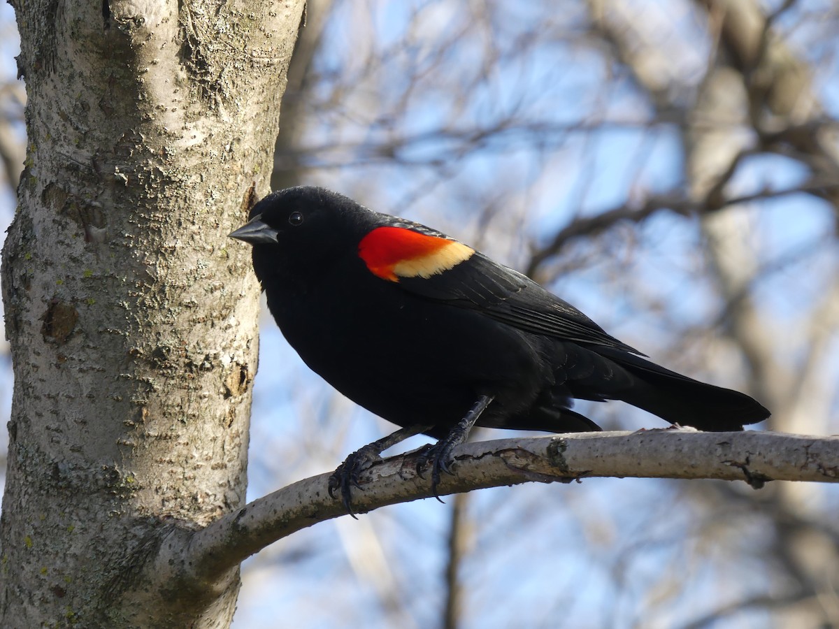 Red-winged Blackbird - ML617384181