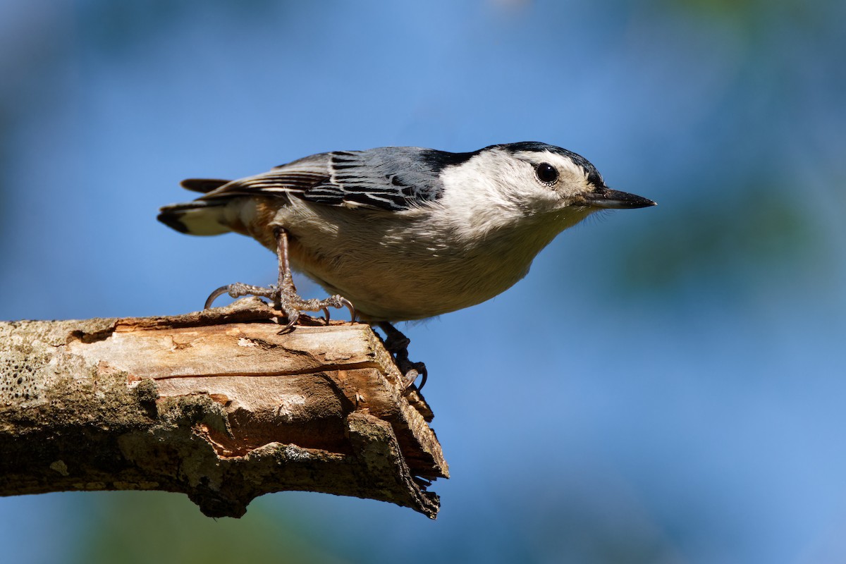 White-breasted Nuthatch - Timothy Burnett