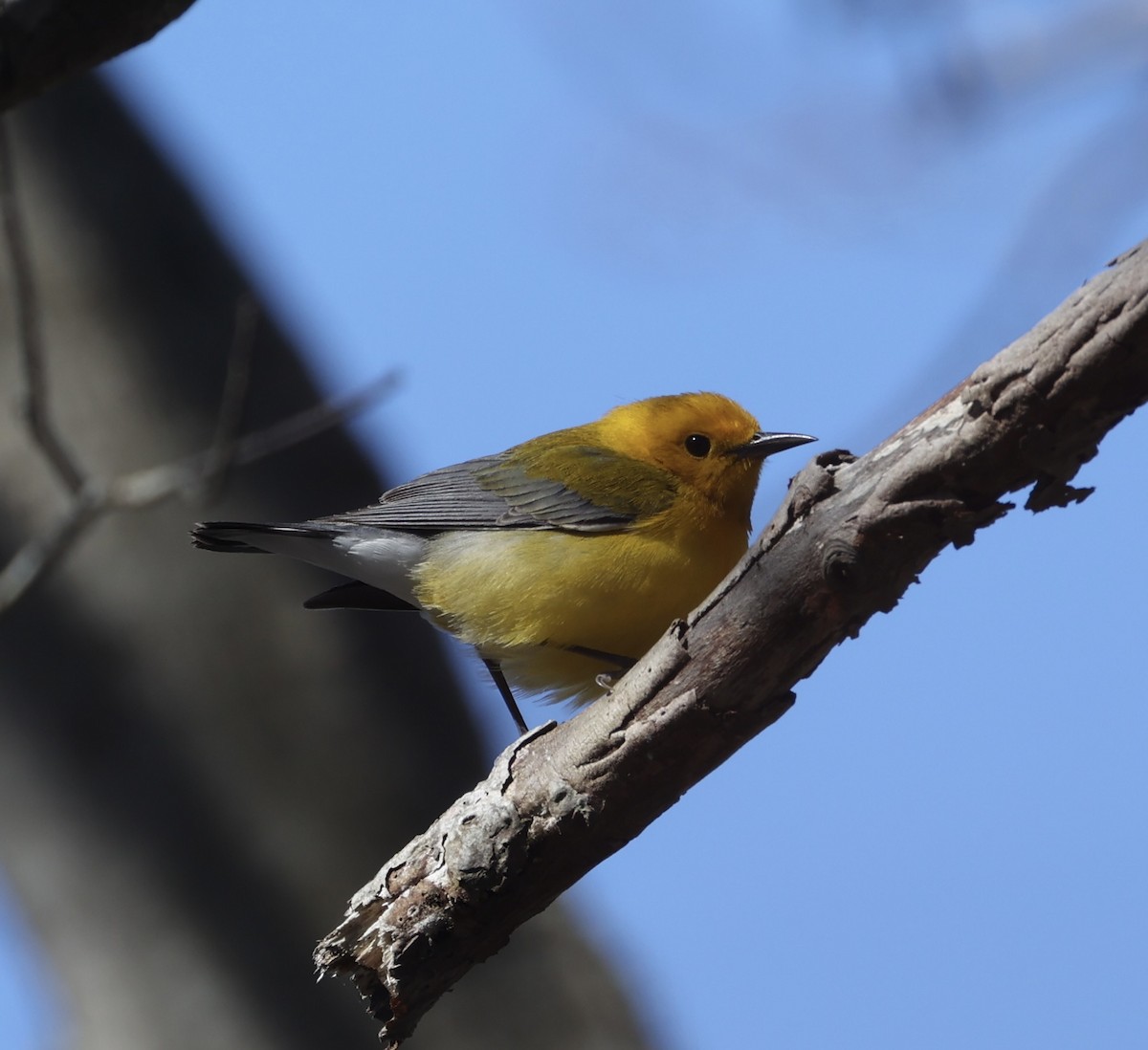 Prothonotary Warbler - Ross Sormani