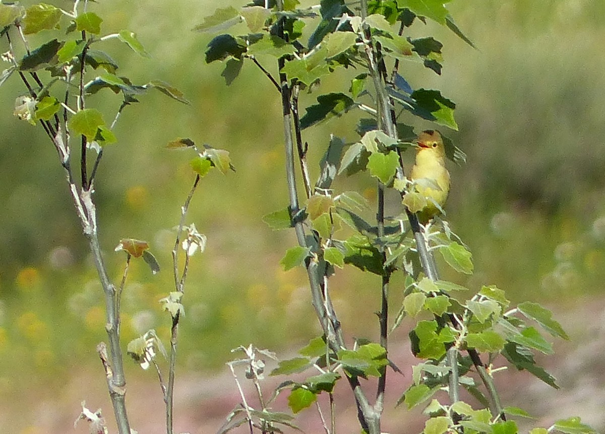 Melodious Warbler - ML617384340