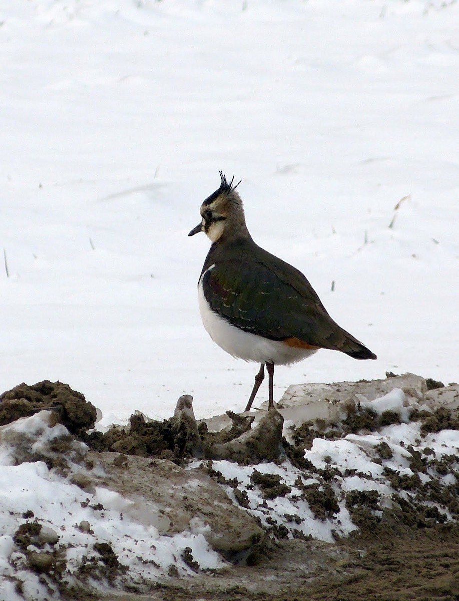 Northern Lapwing - Liam Waters