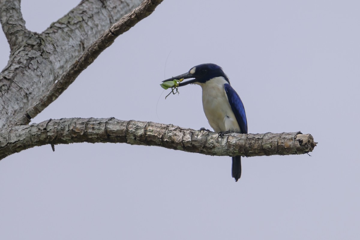 Blue-and-white Kingfisher - ML617384350