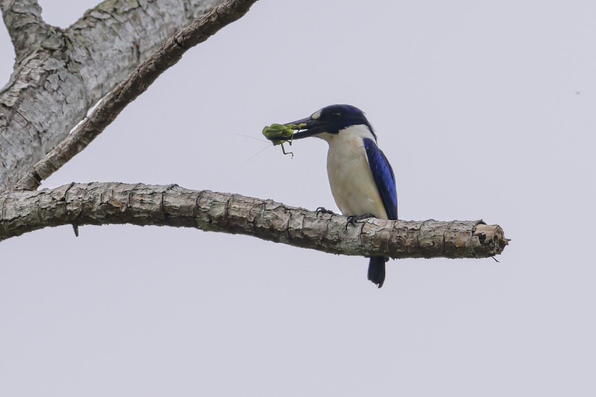 Blue-and-white Kingfisher - ML617384351