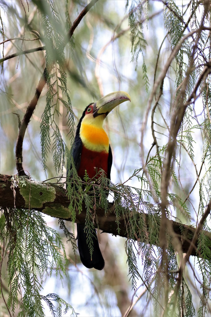 Red-breasted Toucan - ML617384383