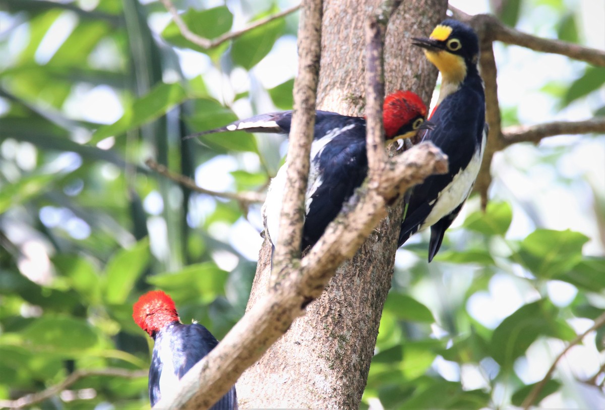 Yellow-fronted Woodpecker - ML617384489