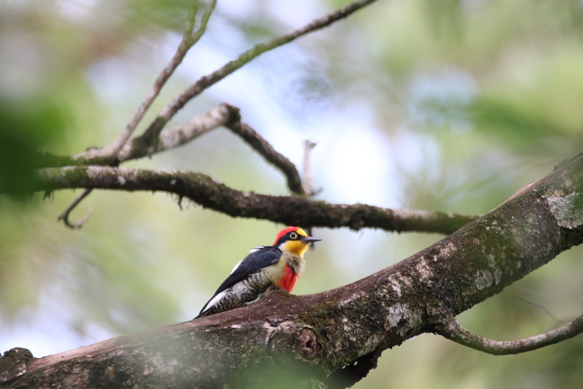 Yellow-fronted Woodpecker - ML617384490