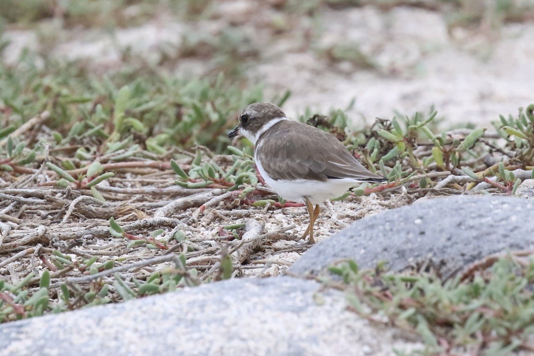 Semipalmated Plover - ML617384492