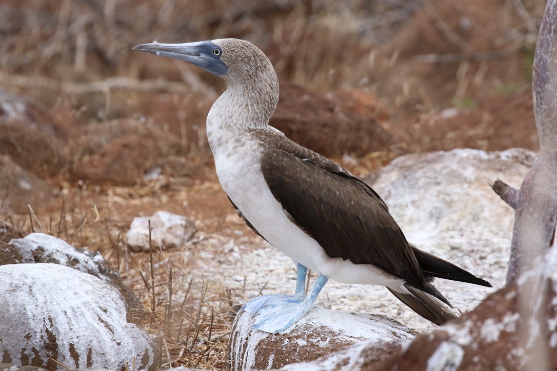 Blue-footed Booby - ML617384540