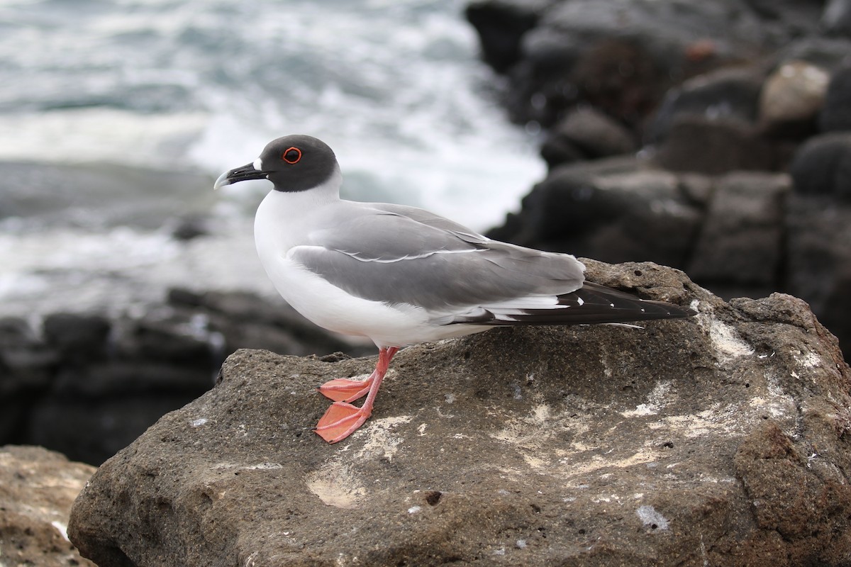 Swallow-tailed Gull - ML617384582