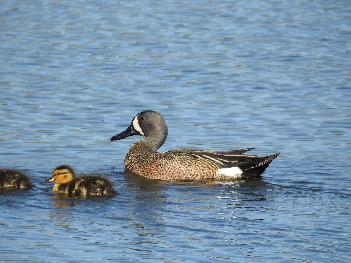 Blue-winged Teal - ML617384588