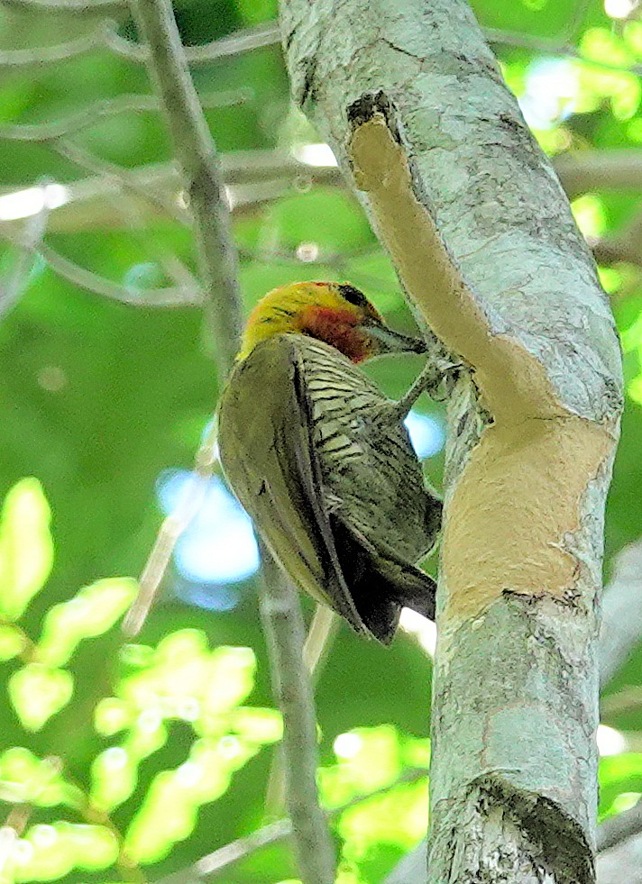 Yellow-throated Woodpecker - ML617384661