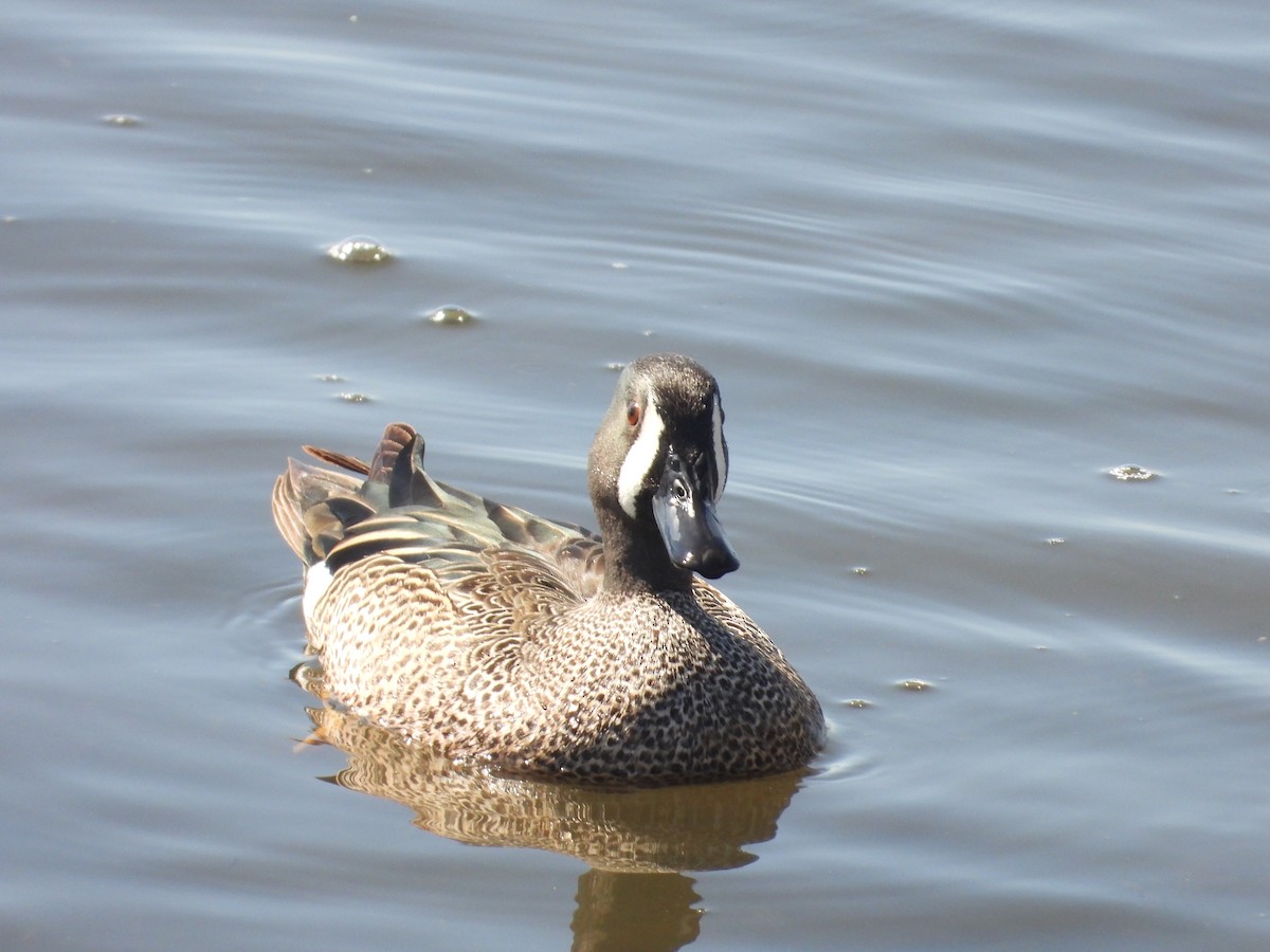 Blue-winged Teal - ML617384702