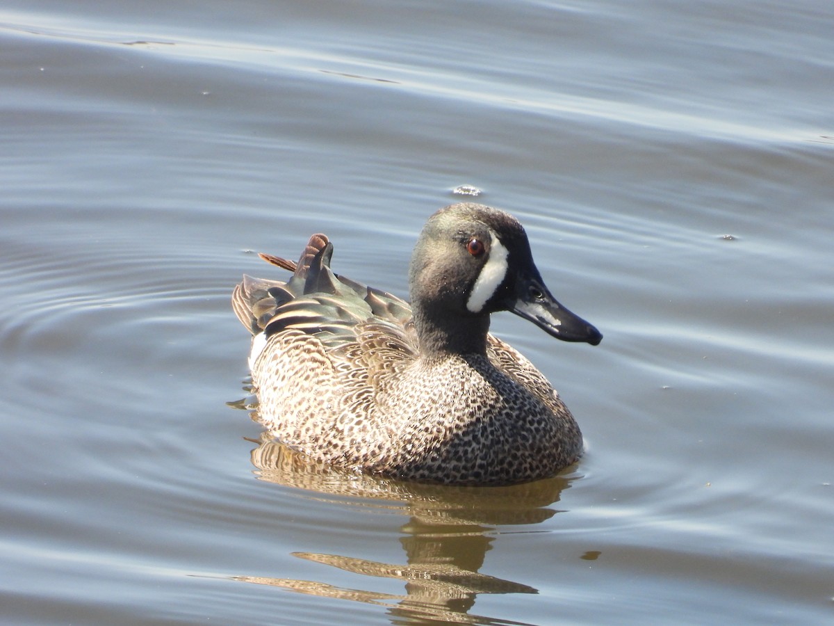 Blue-winged Teal - ML617384703