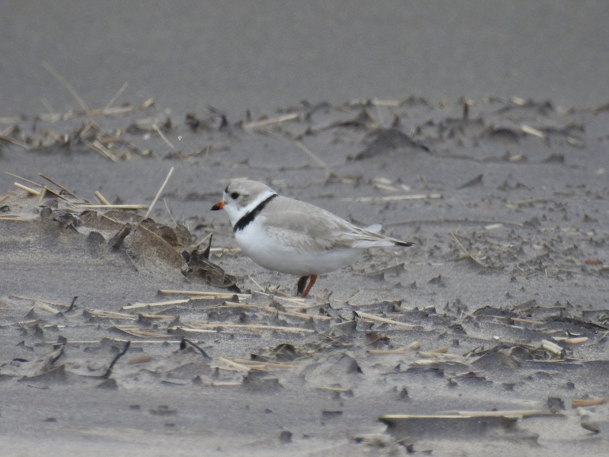 Piping Plover - ML617384899