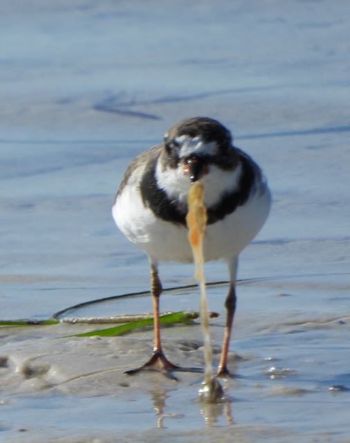 Semipalmated Plover - ML617385069