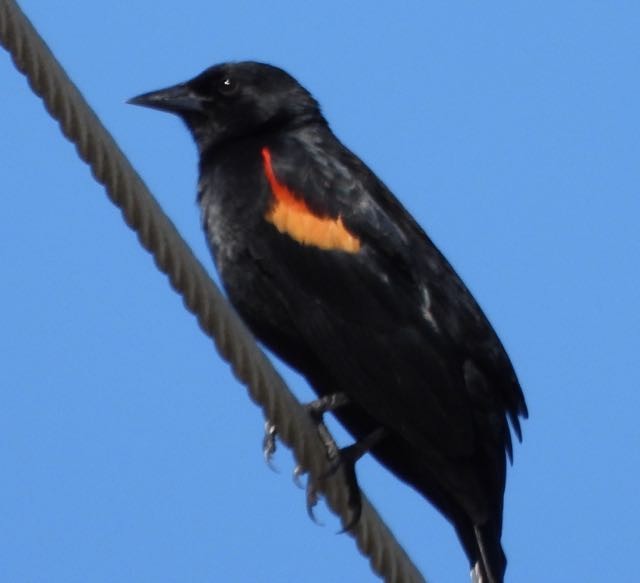 Red-winged Blackbird - Vern Tunnell