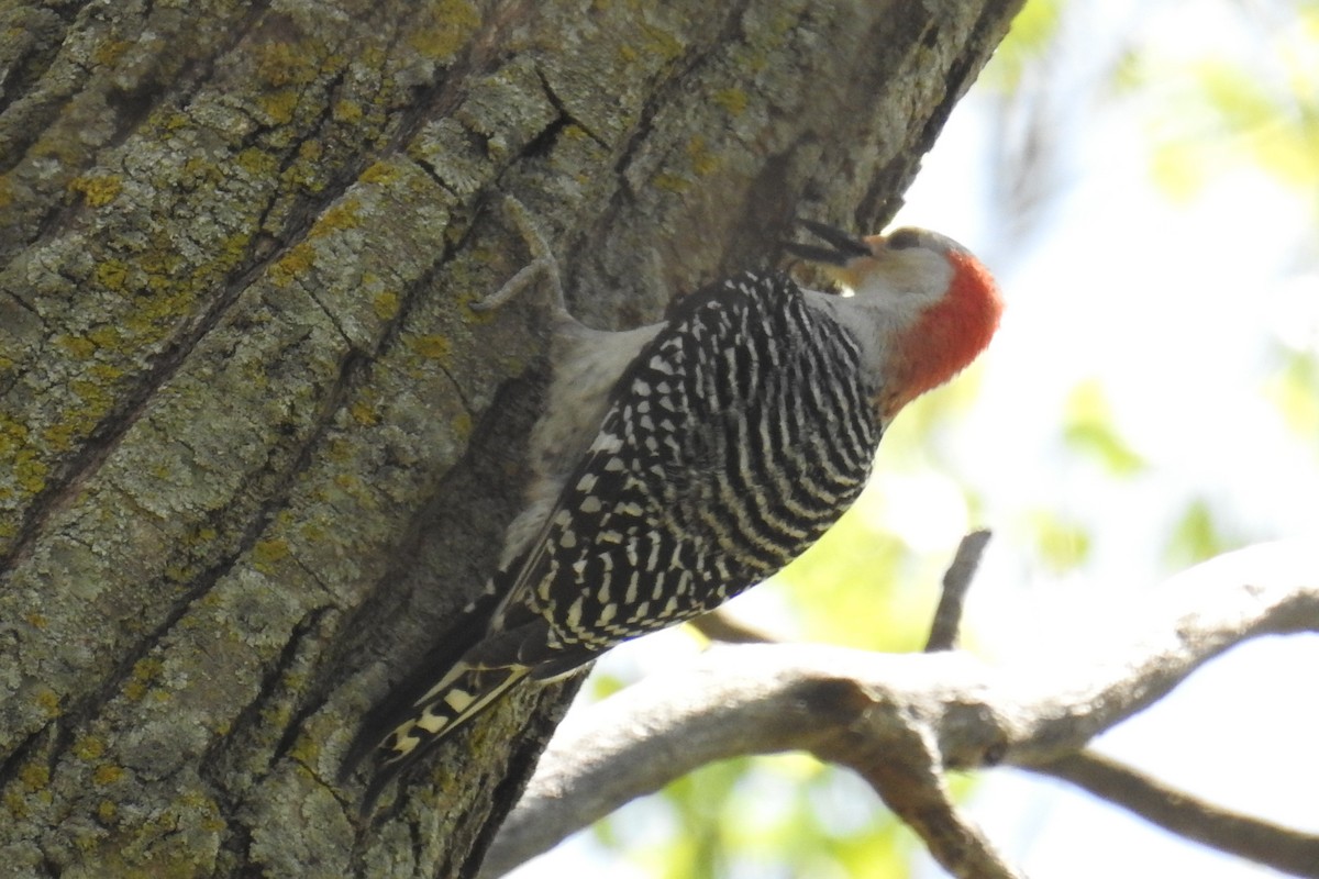 Red-bellied Woodpecker - ML617385177