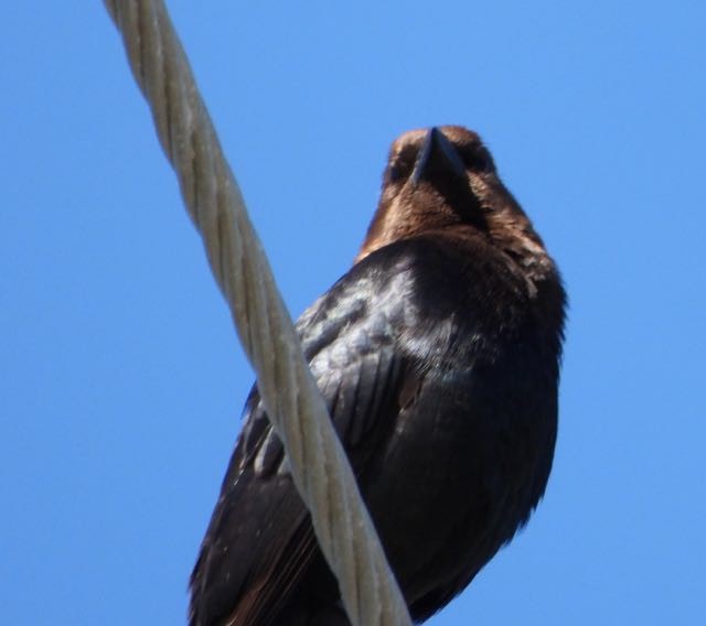 Brown-headed Cowbird - ML617385189