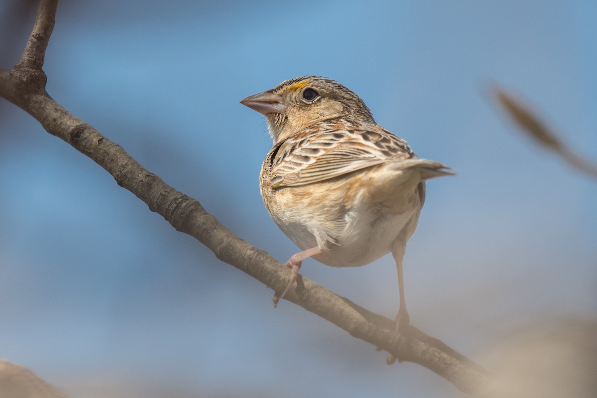 Grasshopper Sparrow - ML617385191