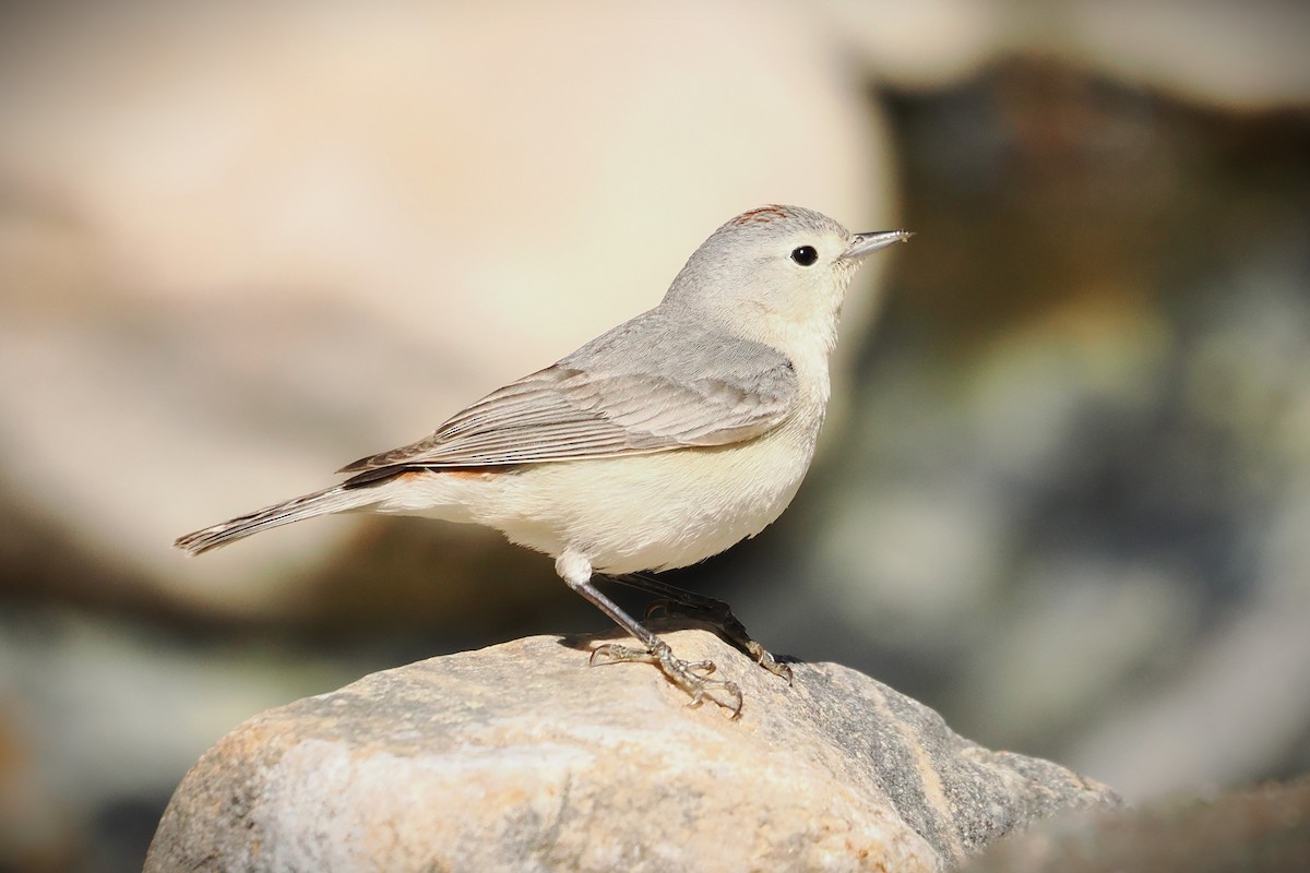 Lucy's Warbler - ML617385307
