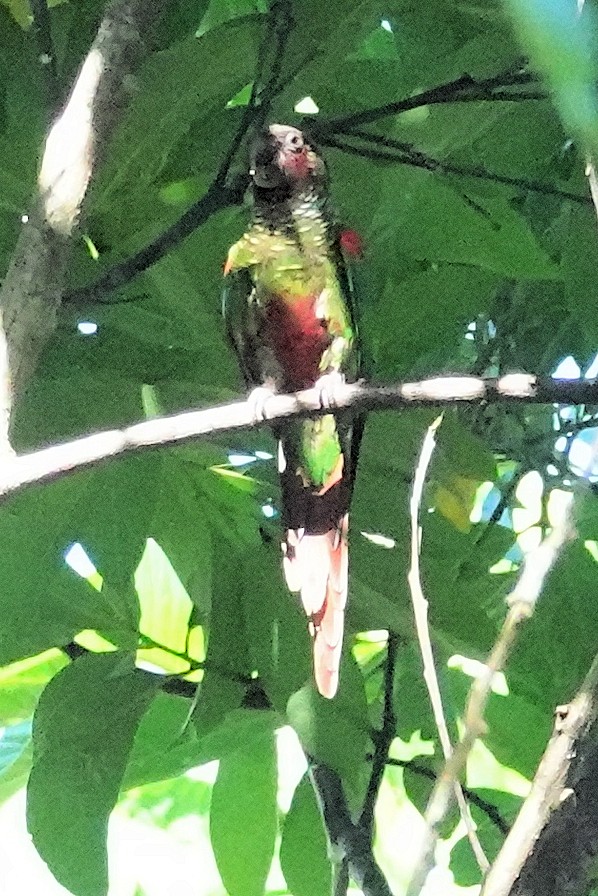 Kahverengi Kulaklı Papağan (frontalis) - ML617385316
