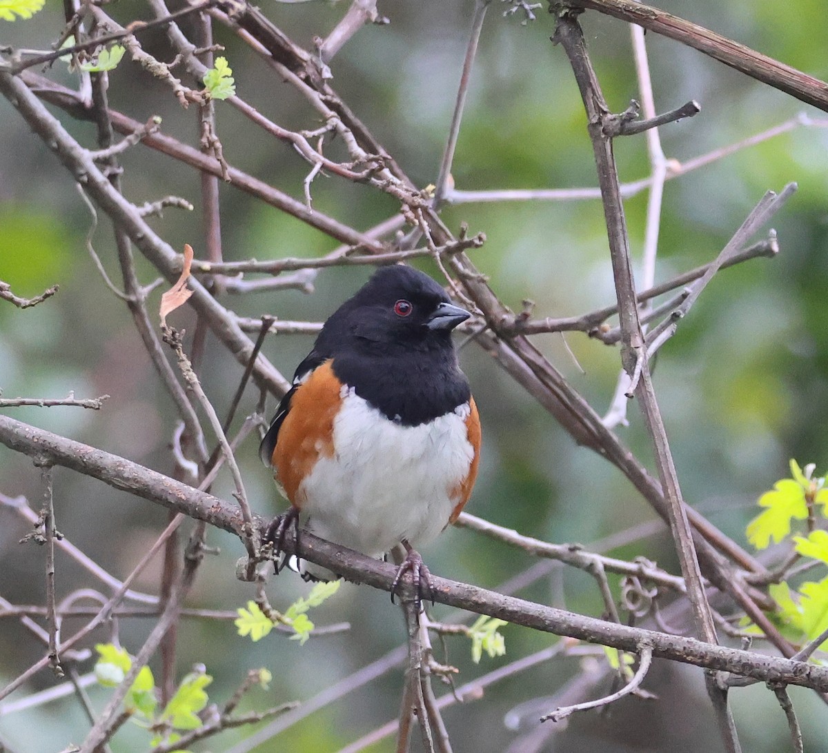 Spotted Towhee - ML617385372