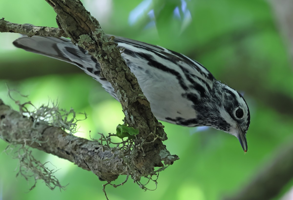 Black-and-white Warbler - ML617385391