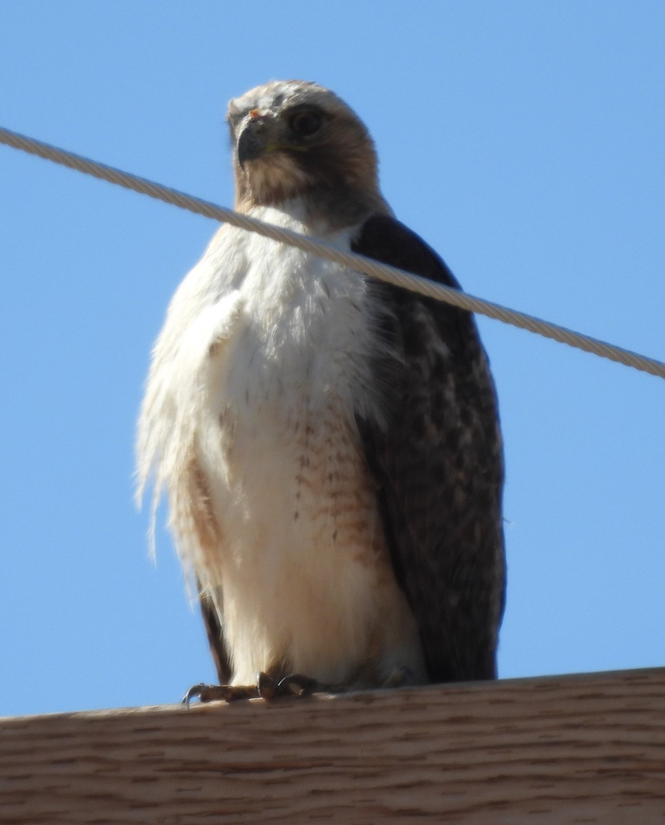 Red-tailed Hawk - ML617385443